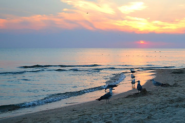 Image showing seagulls on the seashore. sunset.