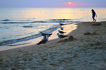 Image showing seagulls on the seashore. sunset.