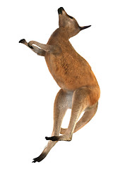 Image showing Red Kangaroo