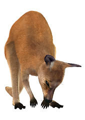 Image showing Red Kangaroo