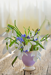 Image showing snowdrops 