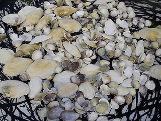 Image showing shell on the tray