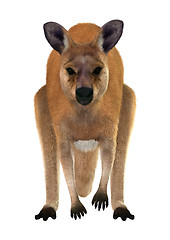 Image showing Red Kangaroo