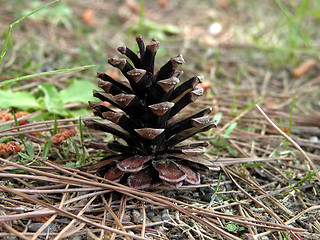 Image showing Cone