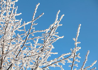 Image showing frost trees covered against the blue sky