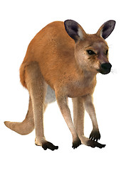 Image showing Red Kangaroo