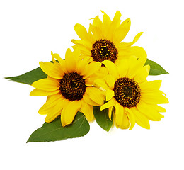 Image showing Three Sunflowers