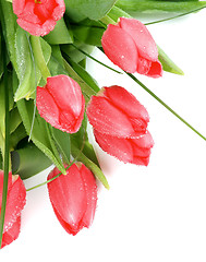 Image showing Magenta Tulips