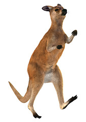 Image showing Red Kangaroo