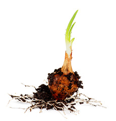 Image showing Spring Onion Bulb