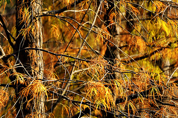 Image showing Gold Autumn