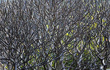 Image showing Close Up of tree branches without leaves die a horrible drought.