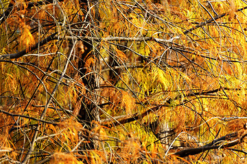 Image showing Gold Autumn