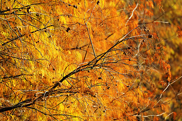 Image showing Gold Autumn