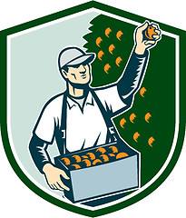 Image showing Fruit Picker Worker Picking Plum Shield