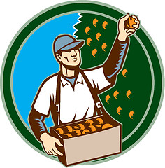Image showing Fruit Picker Worker Picking Plum Circle