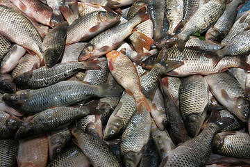 Image showing Fresh fish at market