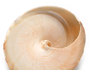 Image showing shell