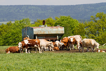 Image showing Herd of cows at spring green field 