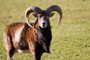 Image showing Mouflon