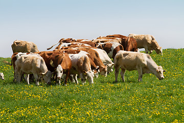 Image showing Herd of cows at spring green field 