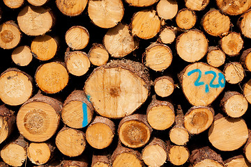 Image showing Stack of spruce logs