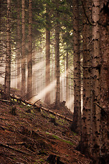 Image showing Coniferous forest early in the morning