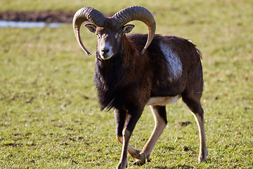 Image showing Mouflon