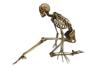 Image showing Human Skeleton