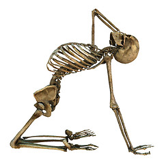 Image showing Human Skeleton