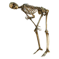 Image showing Human Skeleton