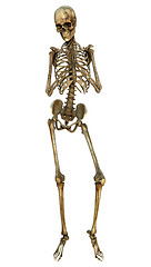 Image showing Human Skeleton