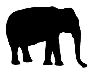 Image showing Elephant on white