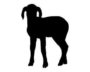 Image showing Lamb on white