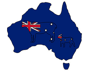 Image showing Australian sheeps