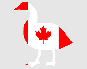 Image showing Canada goose 