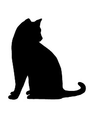 Image showing Cat on white