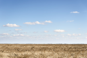 Image showing Dune grass with blue sky