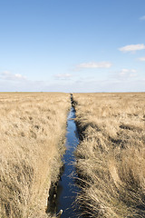 Image showing Dune gras and ditch with blue sky