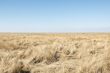 Image showing Dune grass with blue sky