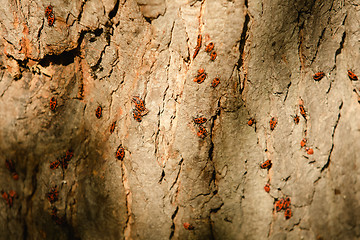 Image showing Grunge wood texture with bugs