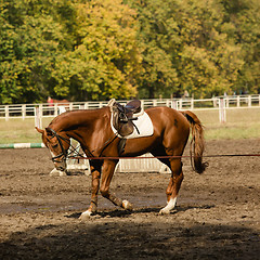 Image showing portrait of red horse