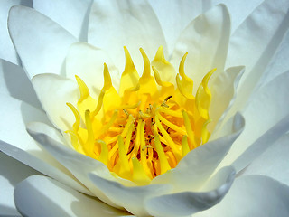 Image showing Water lotus