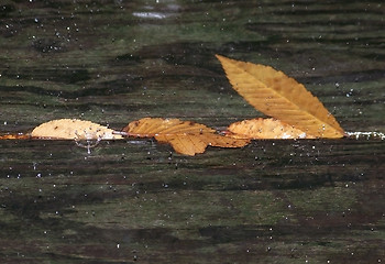 Image showing Rain Drops Falling on Leaves