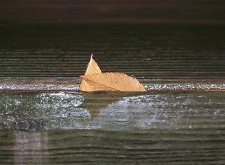 Image showing Leaves in the Rain