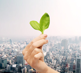 Image showing close up of woman hand with green sprout