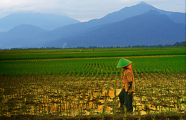 Image showing A Farmer