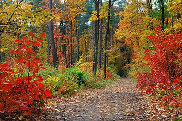 Image showing Autumn in Forest