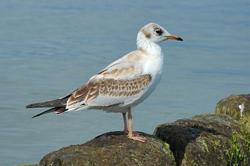 Image showing Seagull