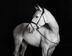 Image showing Holsteiner horse white against a black background